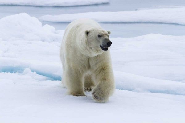 Norway, Svalbard Polar bear walking on snow